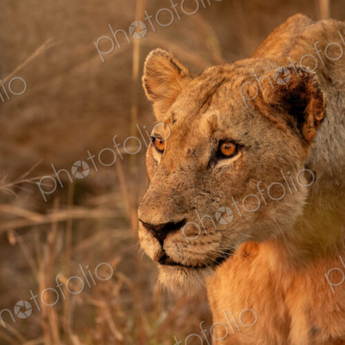 Lioness, Panthera leo, close-up portrait of face.