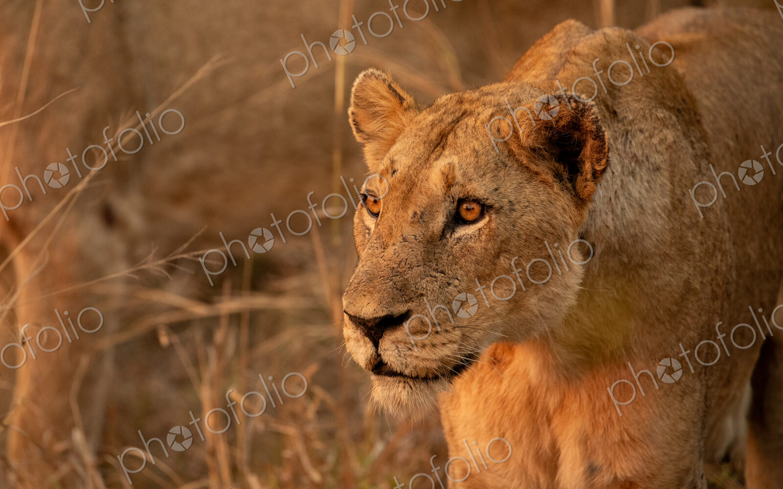 Lioness, Panthera leo, close-up portrait of face.