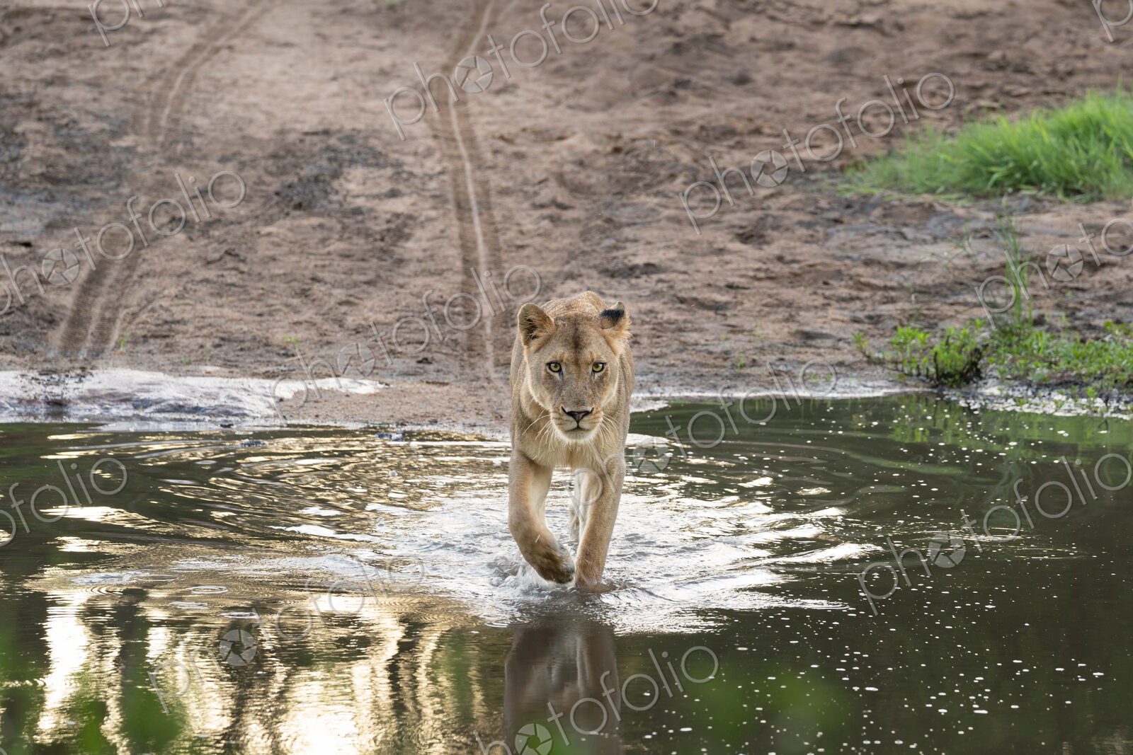 Lioness, Panthera leo, crossing a body of water.