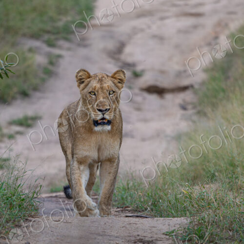 Lioness, Panthera leo, full body portrait. Lioness, Panthera leo, full body portrait.