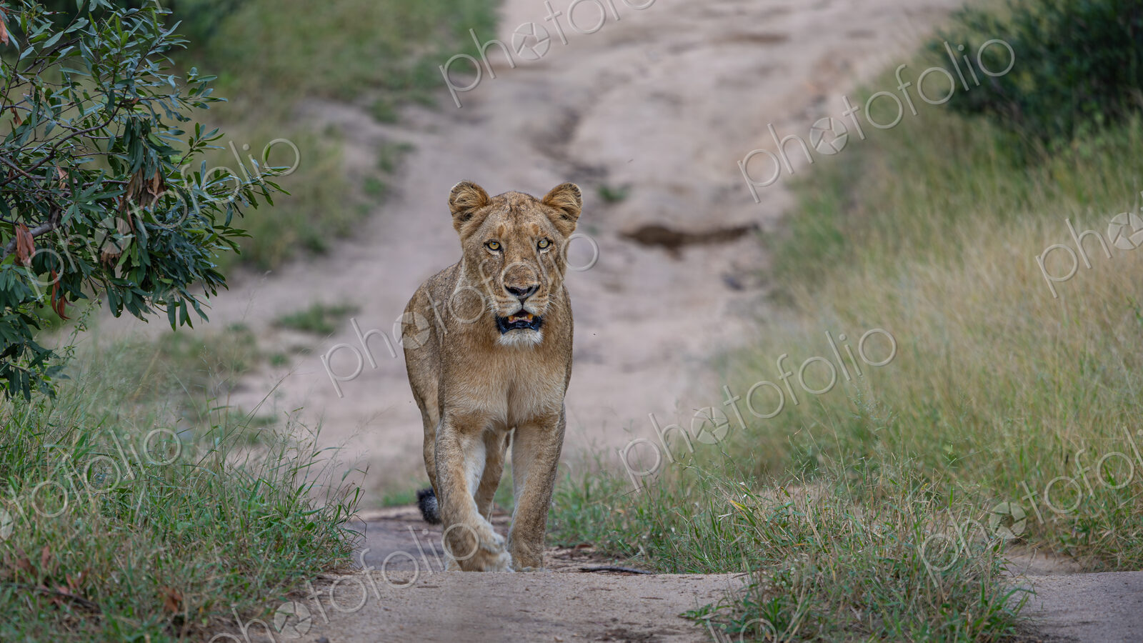Lioness, Panthera leo, full body portrait.