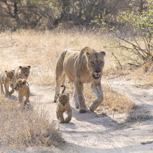Lioness, Panthera leo, leading her cubs to food. Lioness, Panthera leo, leading her cubs to food.