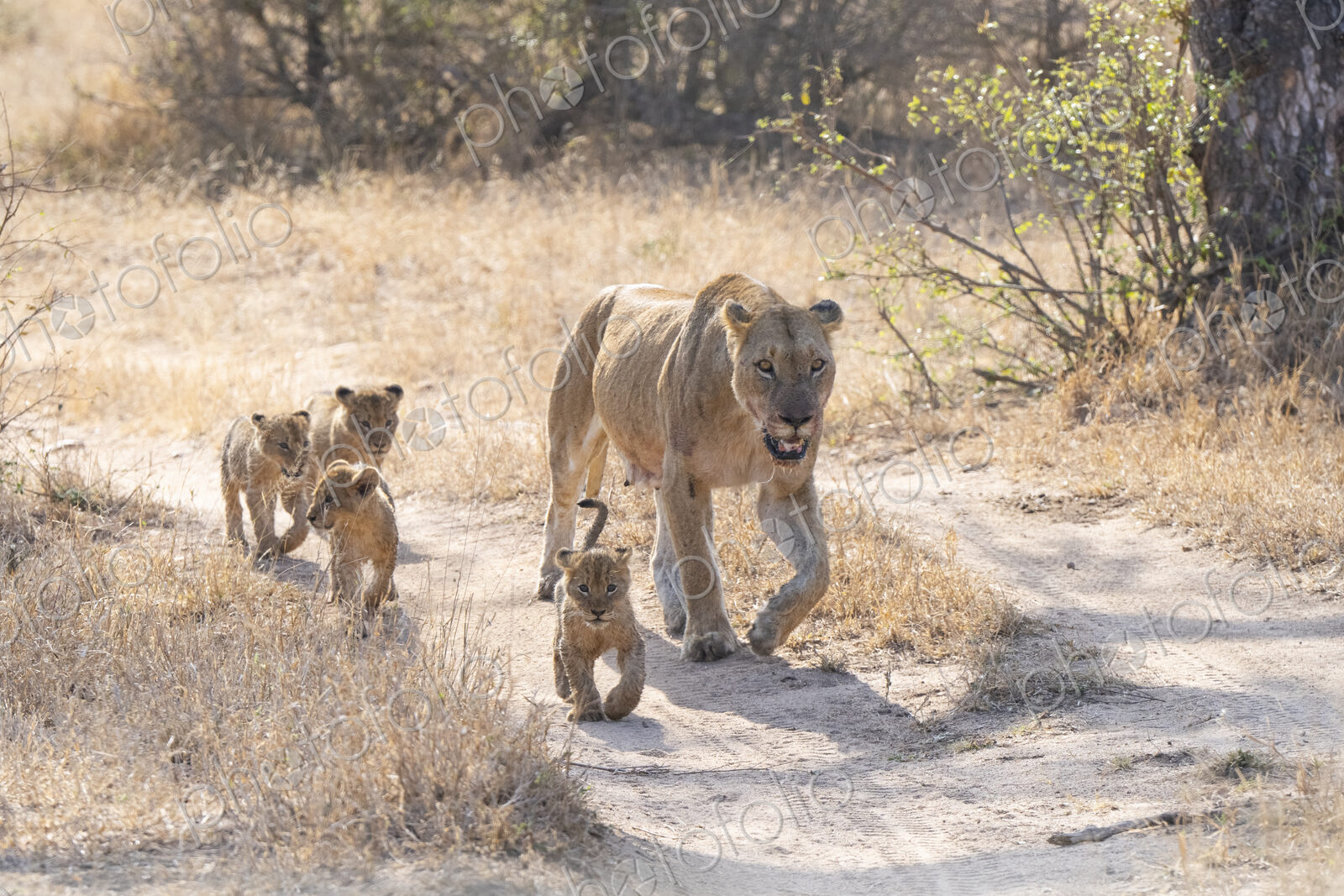 Lioness, Panthera leo, leading her cubs to food.