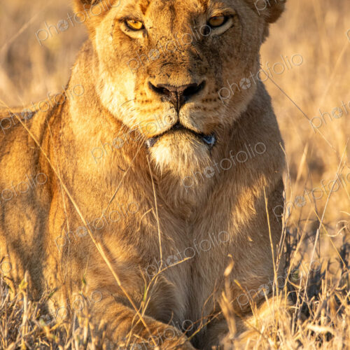 Lioness, Panthera leo, lioness resting and observing her surroundings. Lioness, Panthera leo, lioness resting and observing her surroundings.