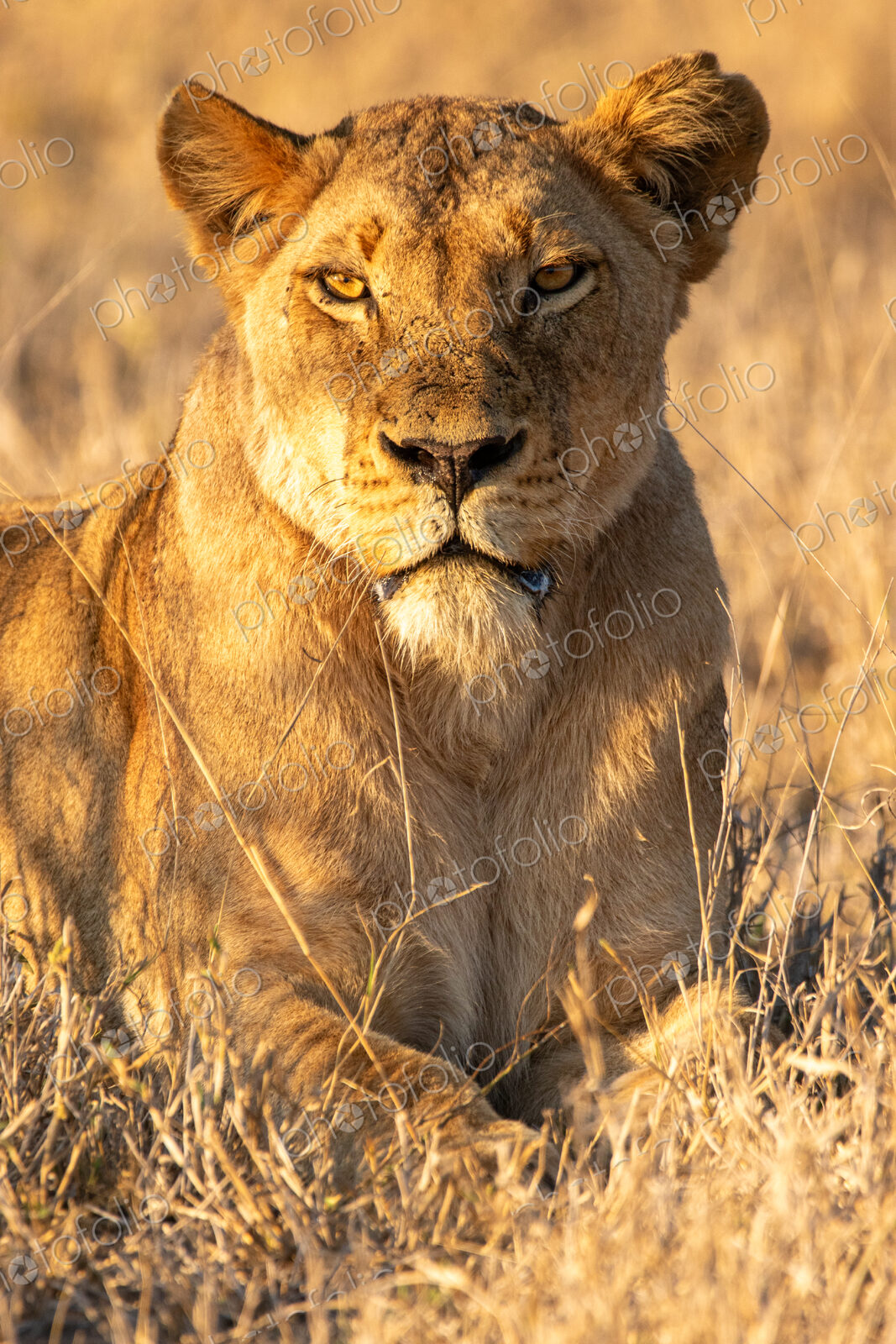 Lioness, Panthera leo, lioness resting and observing her surroundings.