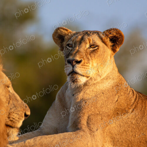 Lioness, Panthera leo, lying in golden light.