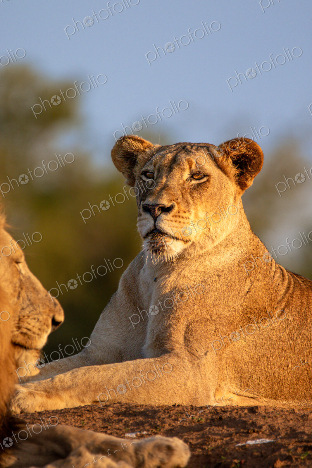 Lioness, Panthera leo, lying in golden light.