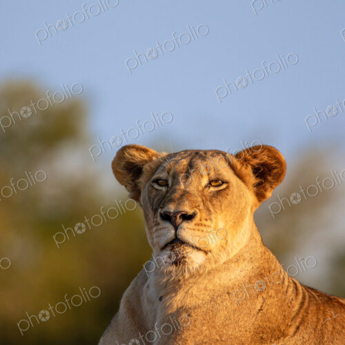 Lioness, Panthera leo, portrait. Lioness, Panthera leo, portrait.