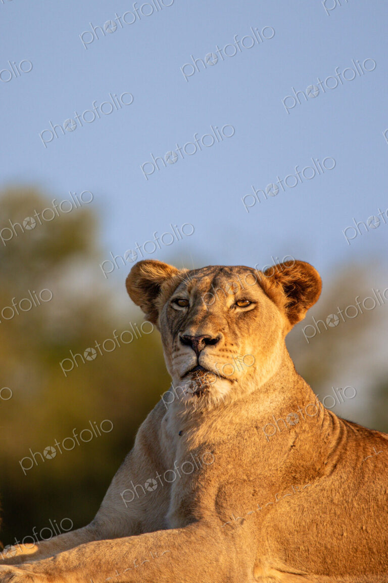 Lioness, Panthera leo, portrait.