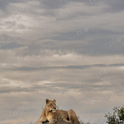 Lioness, Panthera leo, resting on top of termite mound. Lioness, Panthera leo, resting on top of termite mound.