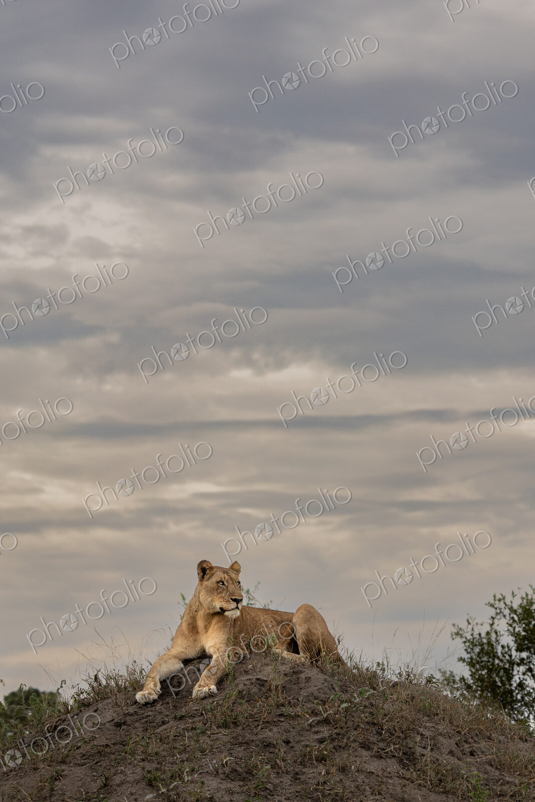 Lioness, Panthera leo, resting on top of termite mound.