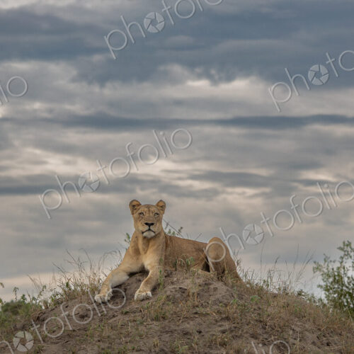 Lioness, Panthera leo, resting on top of termite mound. Lioness, Panthera leo, resting on top of termite mound.