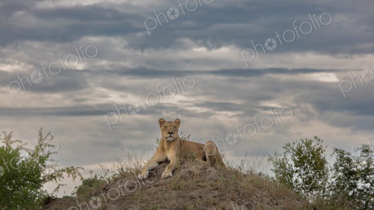 Lioness, Panthera leo, resting on top of termite mound.