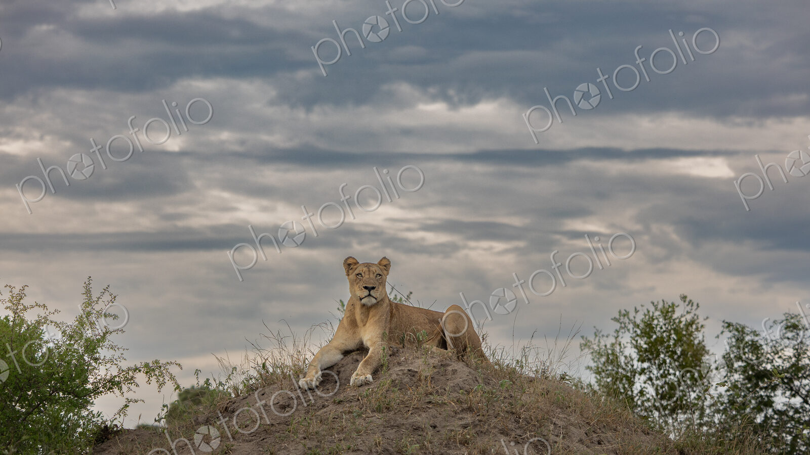 Lioness, Panthera leo, resting on top of termite mound.