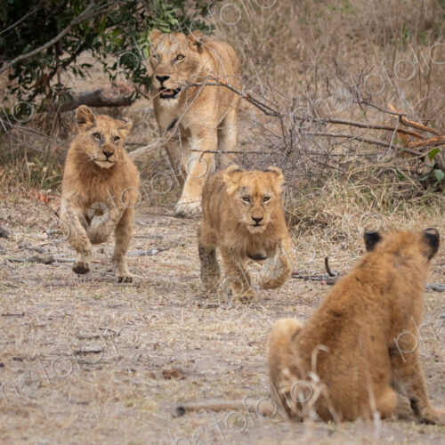Lioness, Panthera leo, walking with her cubs. Lioness, Panthera leo, walking with her cubs.