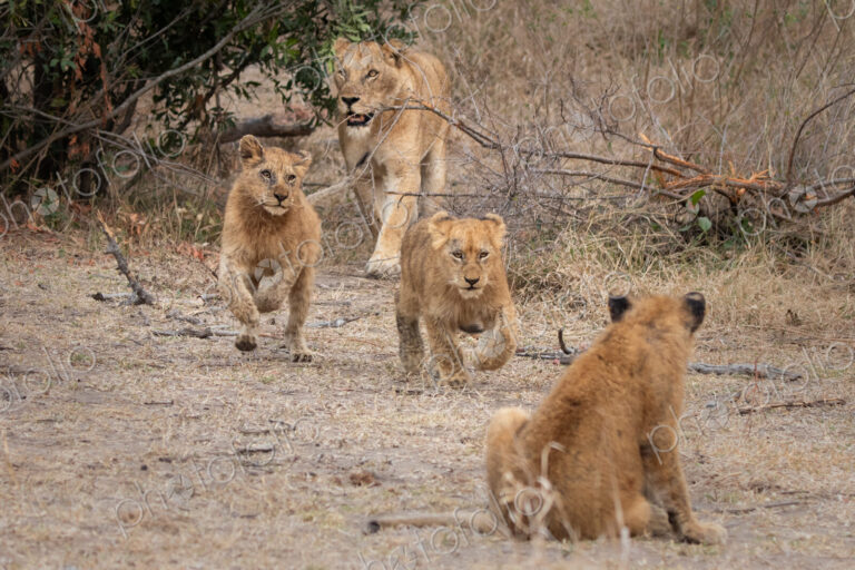 Lioness, Panthera leo, walking with her cubs.