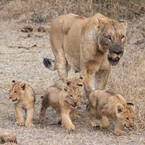 Lioness, Panthera leo, walking with her cubs. Lioness, Panthera leo, walking with her cubs.
