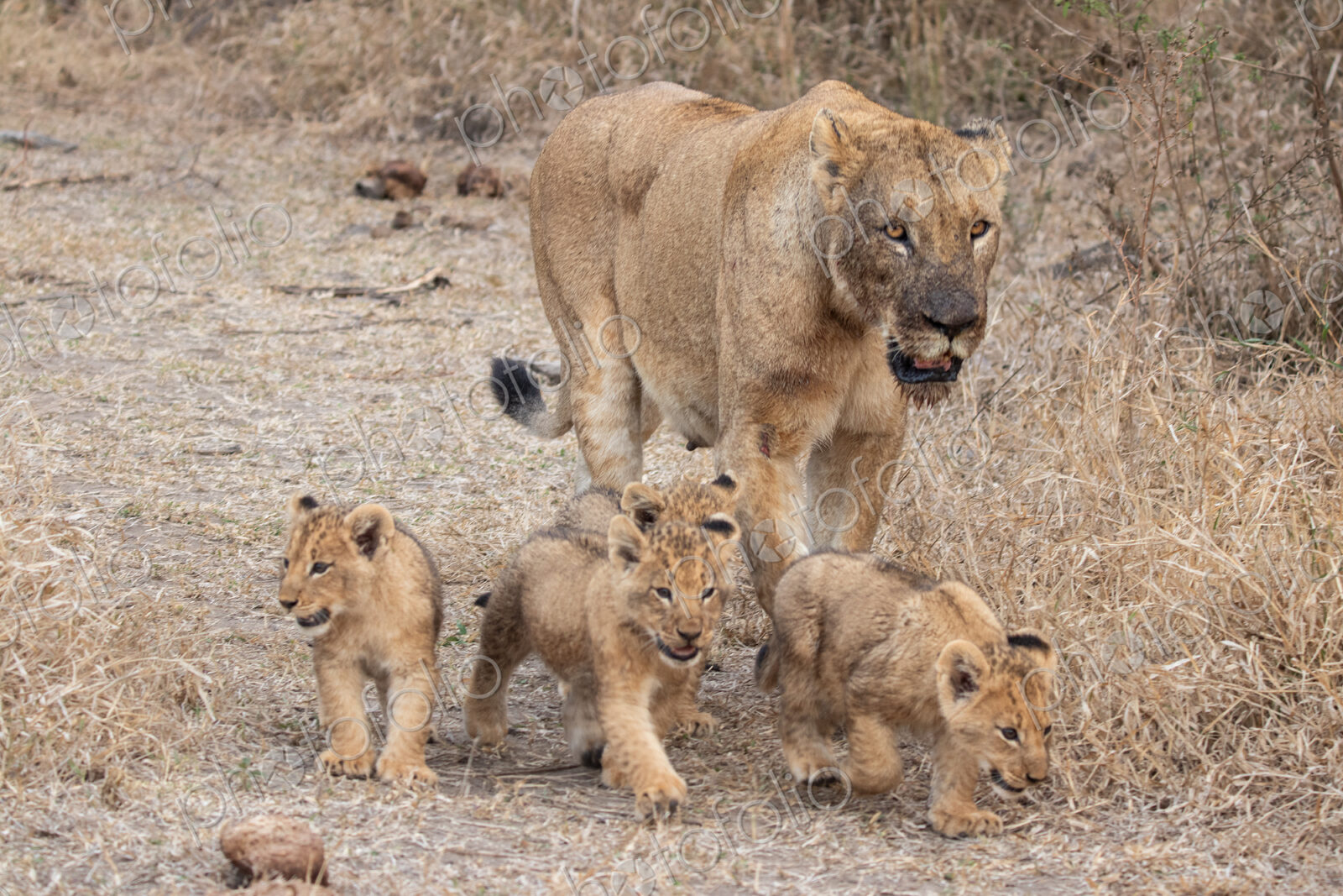 Lioness, Panthera leo, walking with her cubs.