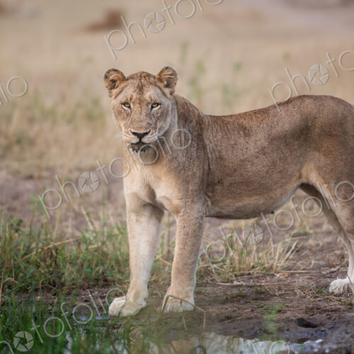 Lioness Staring, Panthera leo, direct gaze. Lioness Staring, Panthera leo, direct gaze.