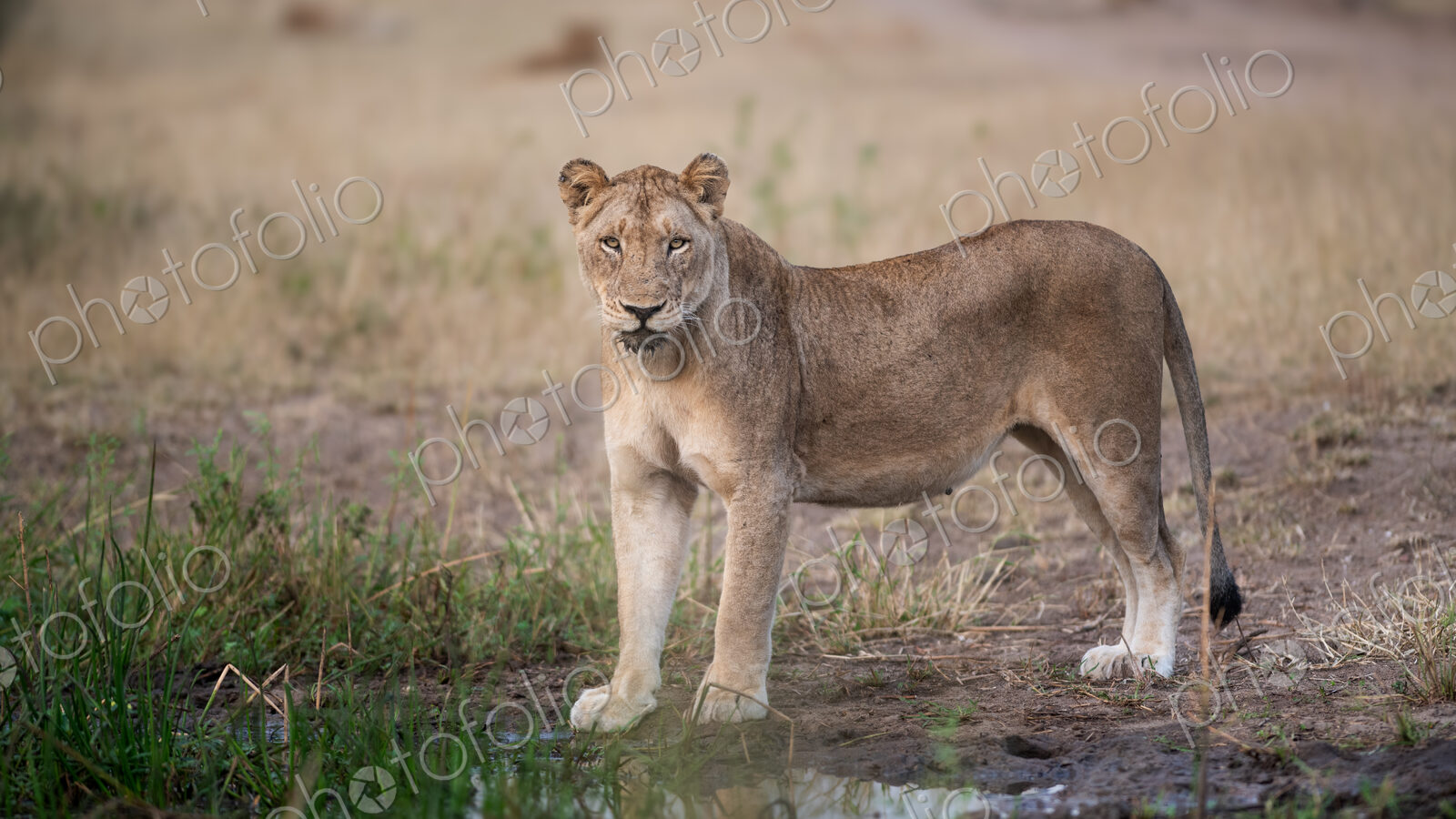 Lioness Staring, Panthera leo, direct gaze.