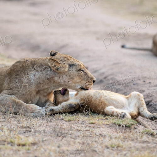 Lioness grooming cub, Panthera leo. Lioness grooming cub, Panthera leo.