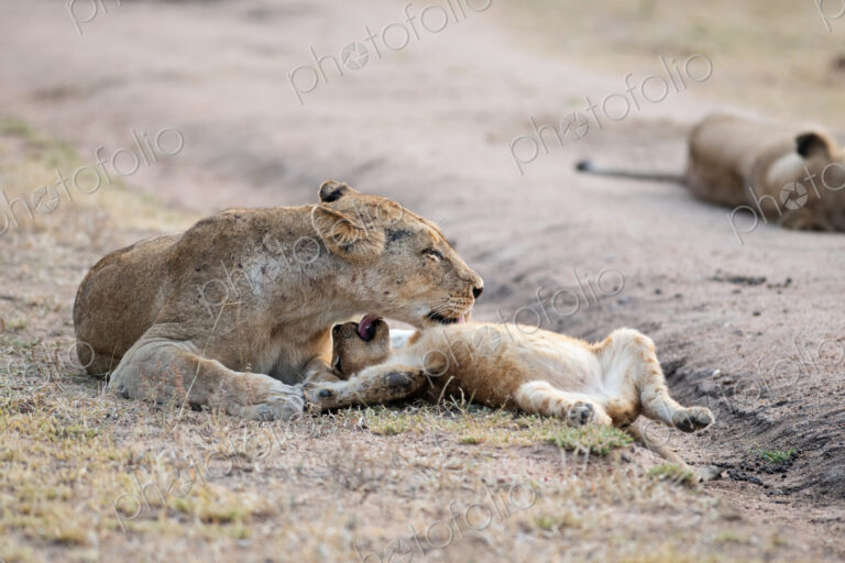 Lioness grooming cub, Panthera leo.