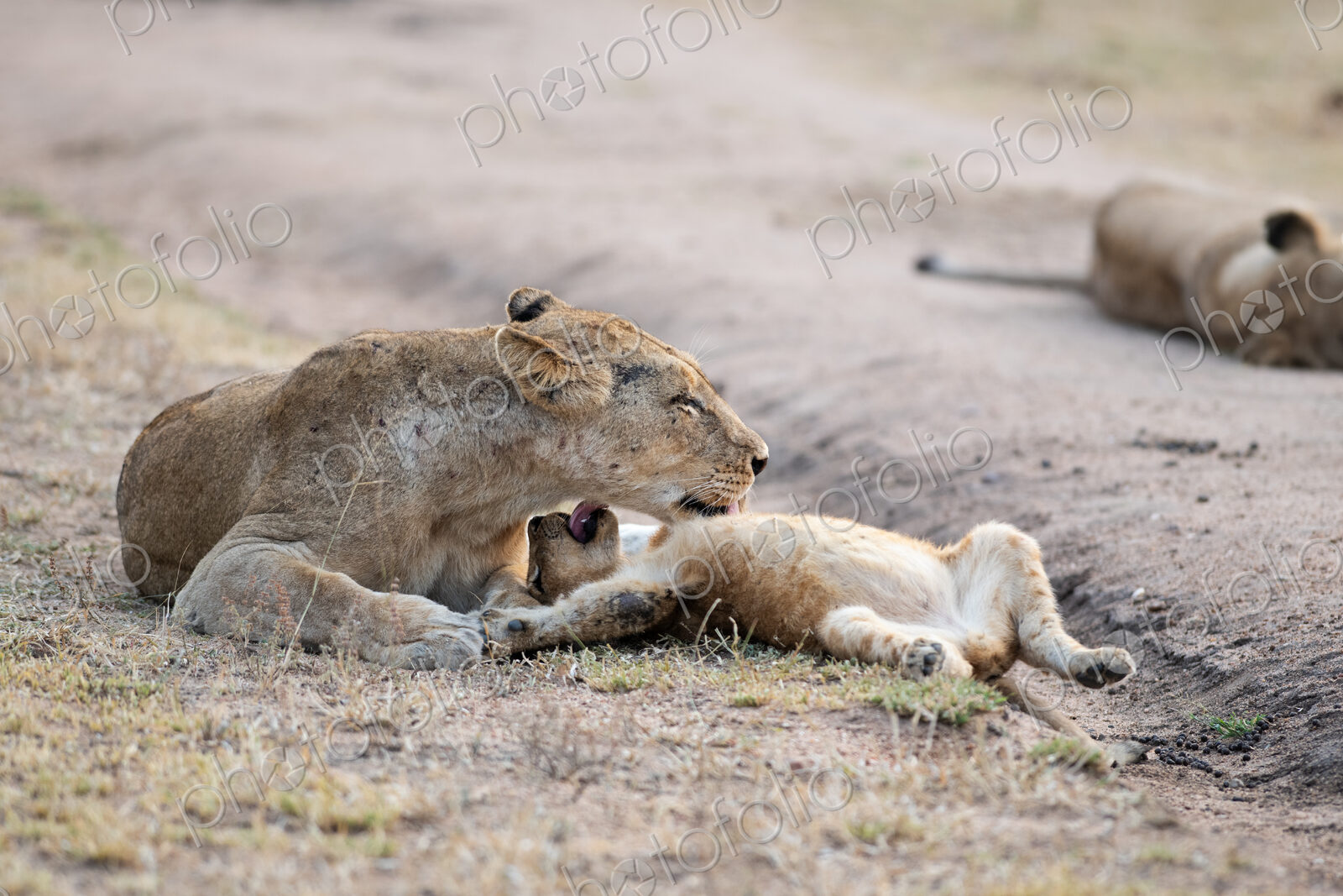 Lioness grooming cub, Panthera leo.