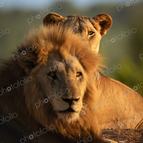 Lions, Panthera leo, female lion with male together.