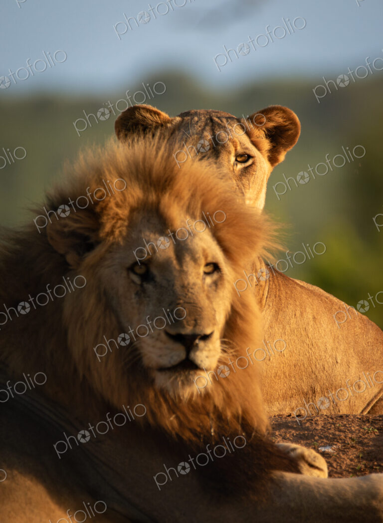 Lions, Panthera leo, female lion with male together.