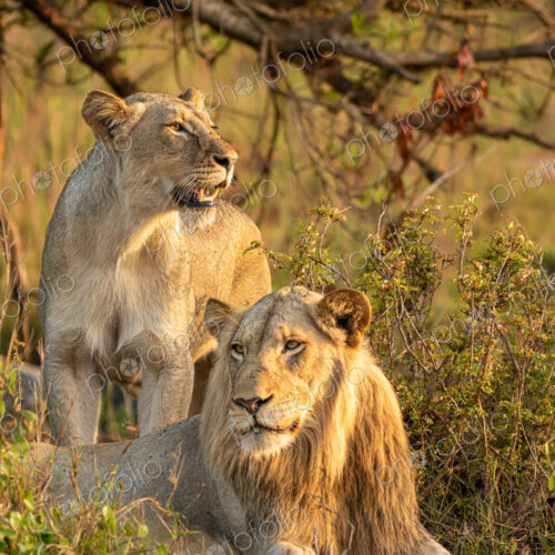 Lions, Panthera leo, resting together. Lions, Panthera leo, resting together.