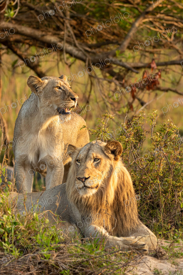 Lions, Panthera leo, resting together.