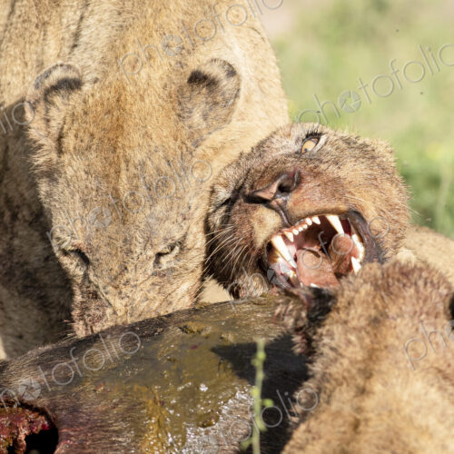 Lions, Panthera leo, snarl and growl at a wildebeest kill, Connochaetes taurinus