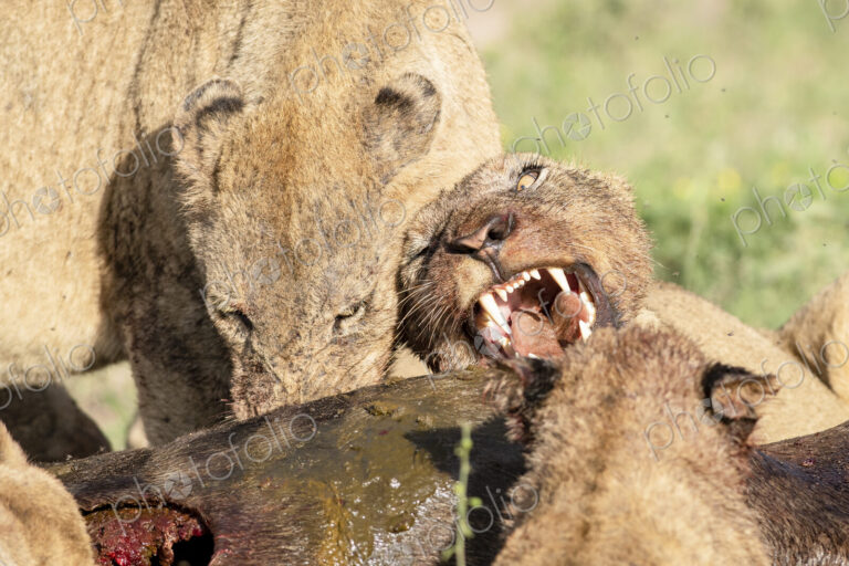 Lions, Panthera leo, snarl and growl at a wildebeest kill, Connochaetes taurinus