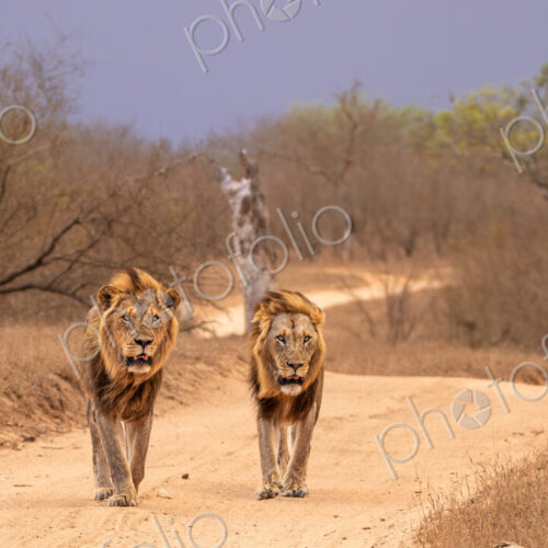 Lions, Panthera leo, two male lions walking together. Lions, Panthera leo, two male lions walking together.