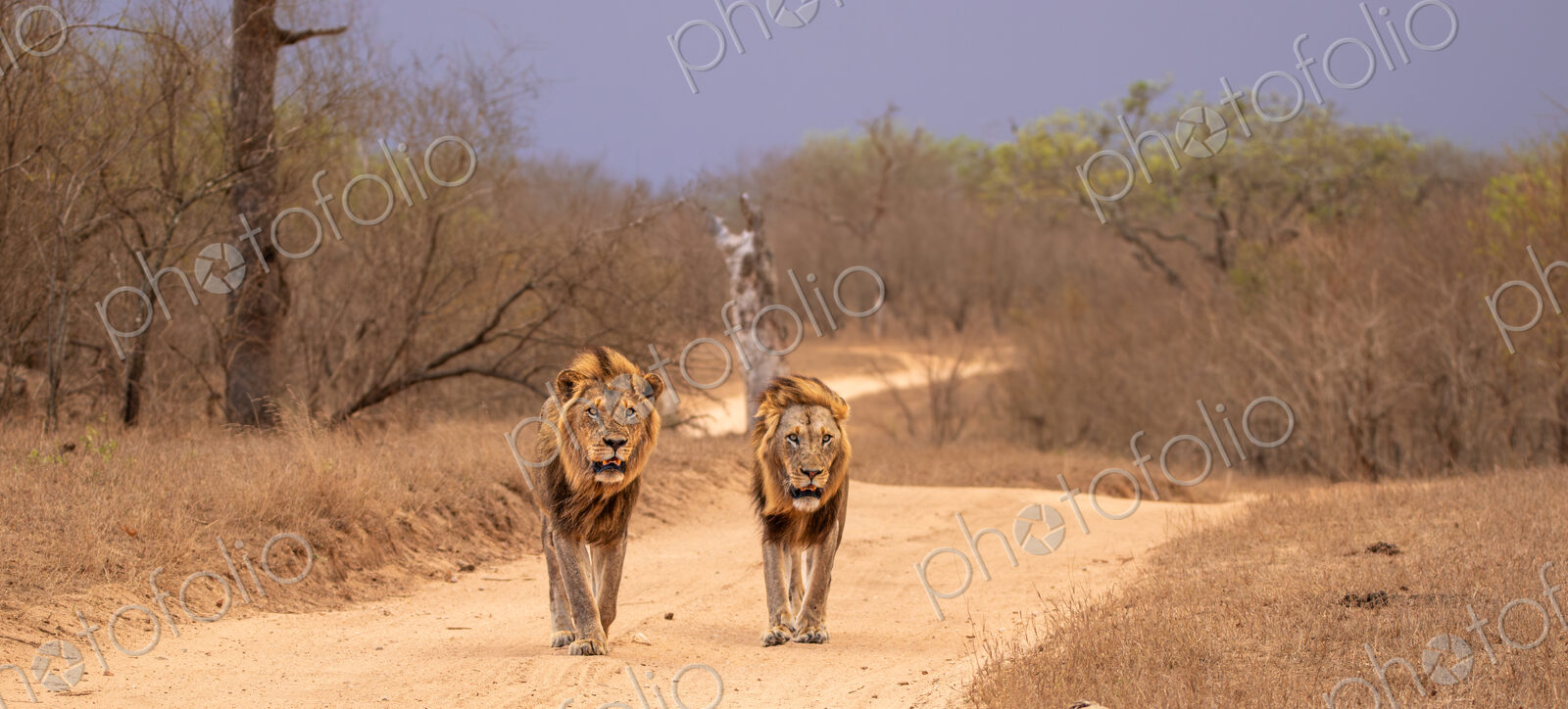 Lions, Panthera leo, two male lions walking together.