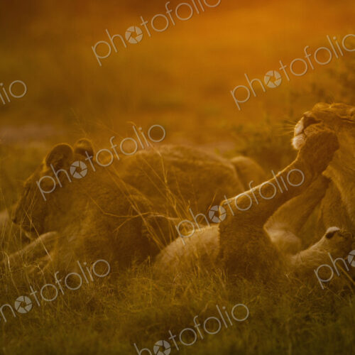 Lions resting and playing in the evening sun in Chobe National Park, Botswana Lions resting and playing in the evening sun in Chobe National Park, Botswana