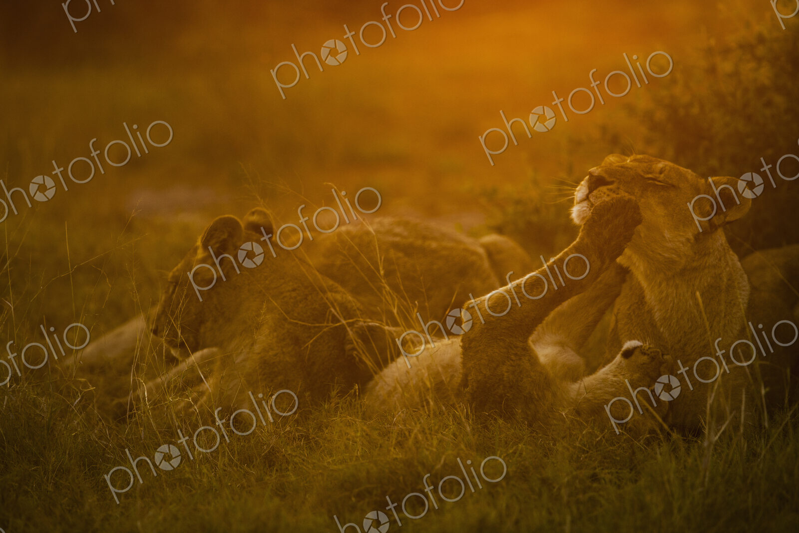 Lions resting and playing in the evening sun in Chobe National Park, Botswana