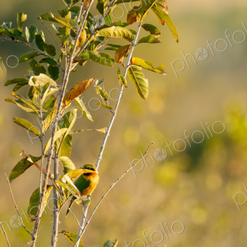 Little Bee-eater, Merops pusillus, Little Bee-eater perched on a thin branch in golden… Little Bee-eater, Merops pusillus, Little Bee-eater perched on a thin branch in golden…