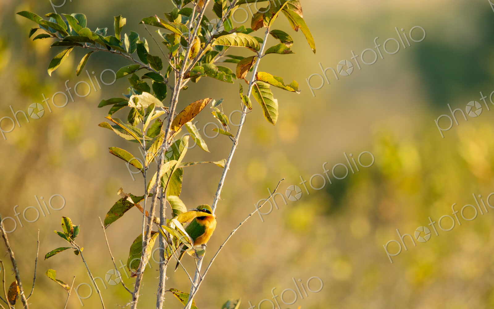 Little Bee-eater, Merops pusillus, Little Bee-eater perched on a thin branch in golden…