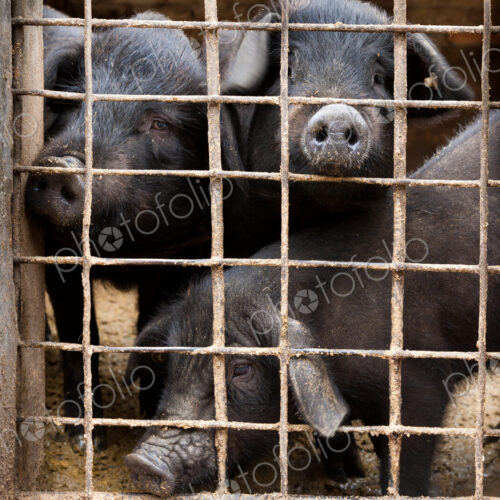 Livestock pigs, Yuanyang, China Livestock pigs, Yuanyang, China