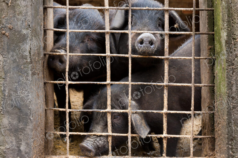 Livestock pigs, Yuanyang, China