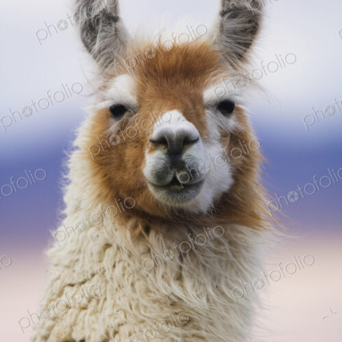 Llama, Bolivia Llama, Bolivia