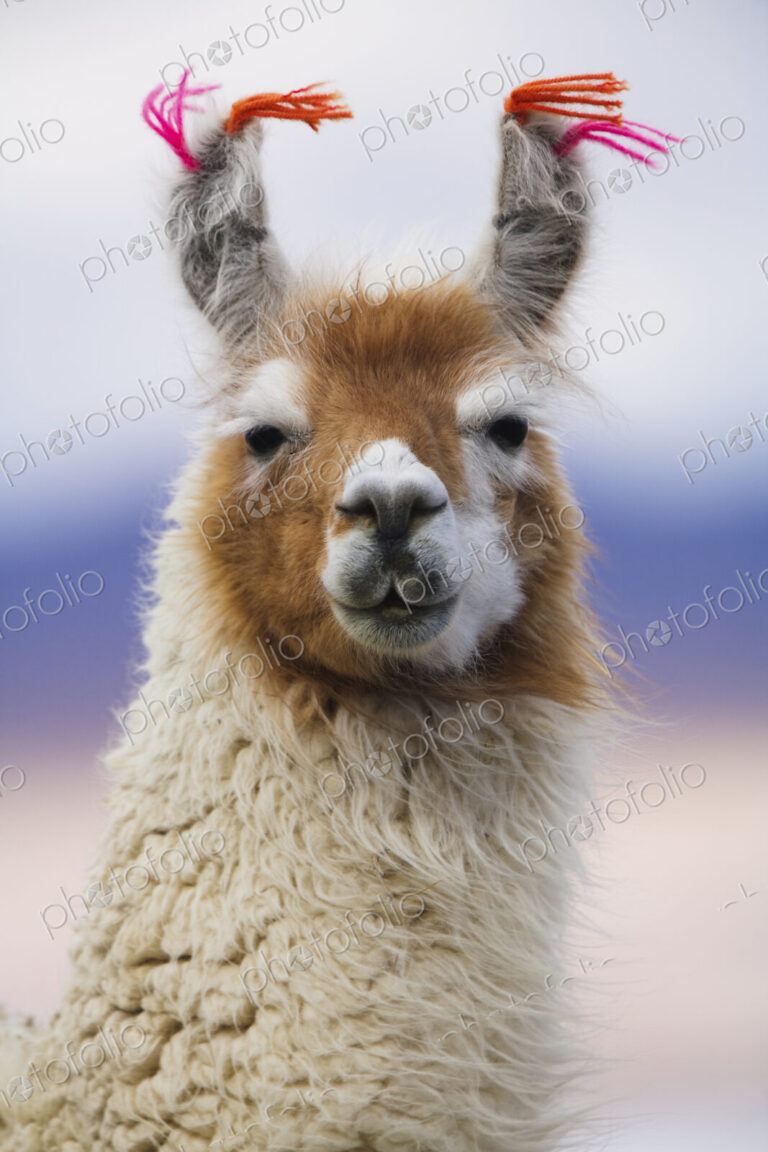 Llama, Bolivia