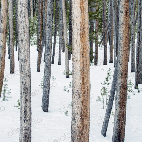 Lodgepole pine trees, tree trunks close together, snow on the ground. Lodgepole pine trees, tree trunks close together, snow on the ground.