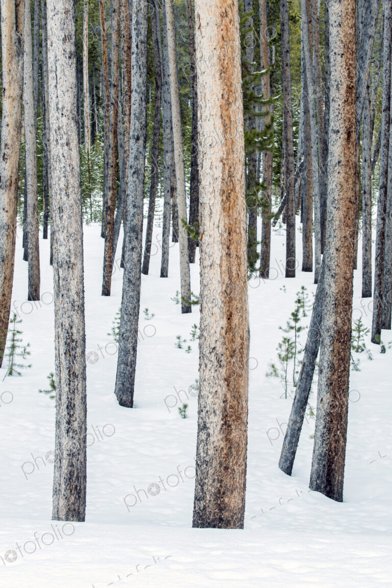 Lodgepole pine trees, tree trunks close together, snow on the ground.