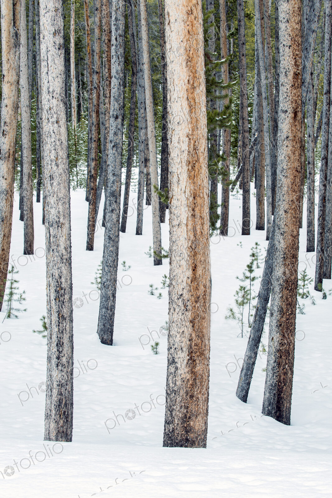 Lodgepole pine trees, tree trunks close together, snow on the ground.