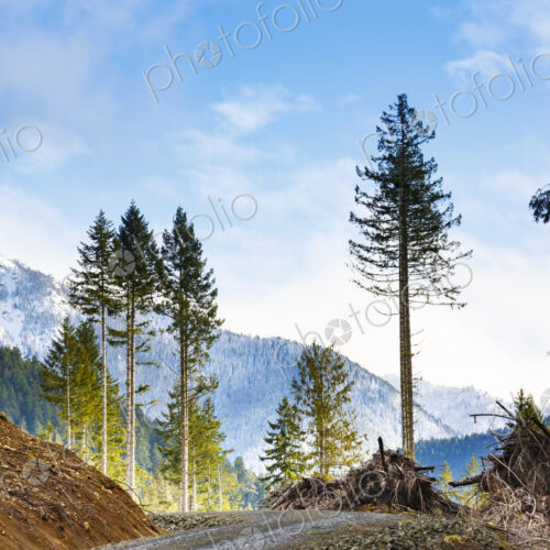 Logged hillside of spruce, hemlock and fir trees, Olympic Peninsula, Port Angeles