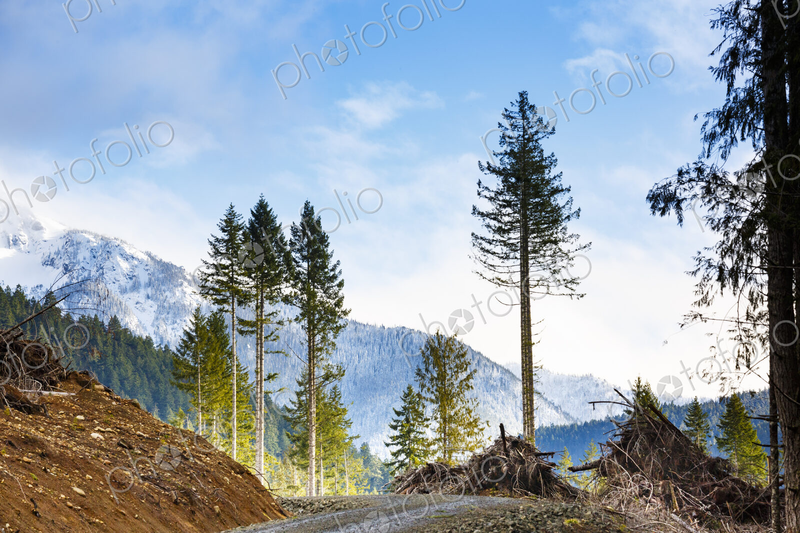 Logged hillside of spruce, hemlock and fir trees, Olympic Peninsula, Port Angeles