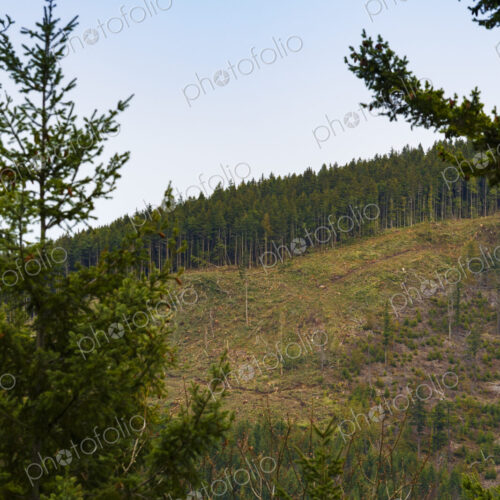 Logged hillside of spruce, hemlock and fir trees, Olympic Peninsula, Port Angeles.