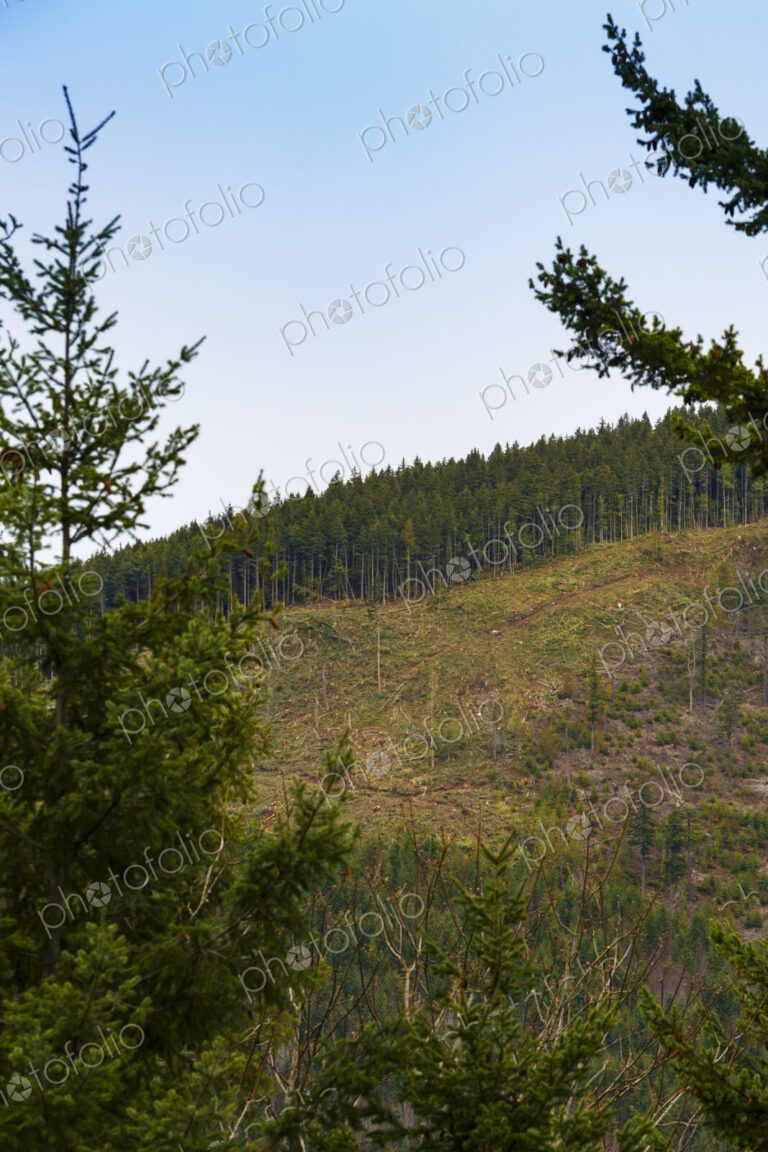 Logged hillside of spruce, hemlock and fir trees, Olympic Peninsula, Port Angeles.